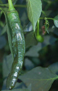 Pasilla Bajio Hot Pepper Seeds - Heirloom Non-GMO Vegetable Seeds - Capsicum annuum - Mild Heat, Rich Flavor, USA Free Shipping