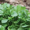 Upland Cress Seeds Non-GMO Heirloom Nasturtium officinale Edible Greens for Salads & Garnishes, Pack of 100