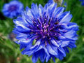 Dwarf Blue Bachelor Button Seeds - 100 Pack - Centaurea cyanus - Blue Border Flower for Gardens & Cuttings