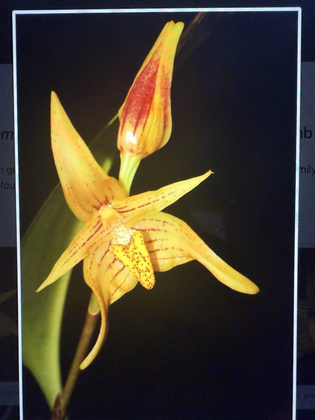 Bulbo Orchid Plant Bulbs - 15 Bare Root Bulbs - Epiphytic & Terrestrial Varieties - Indoor & Outdoor Gardening