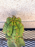 Cereus Hybrid Cactus Cutting 10.5" | Juuls Giant x Macrogonus Succulent Indoor Plant