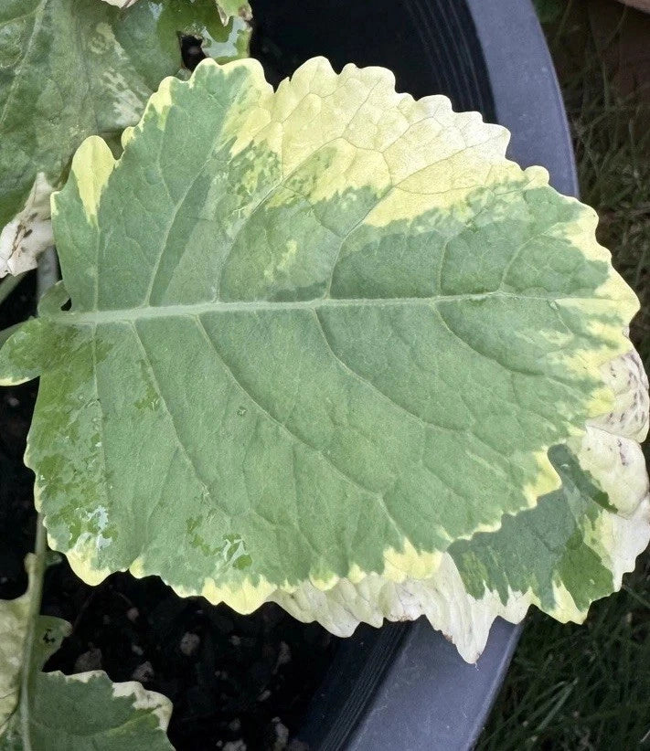 Tree Collards Cuttings - Organic Brassica oleracea var. alboglabra - Ready-to-Plant, Nutritious Greens, Garden Starter