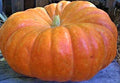 Cinderella Pumpkin Seeds 5 Non-GMO Heirloom Cucurbita pepo for Fall Harvest, Decorative & Cooking