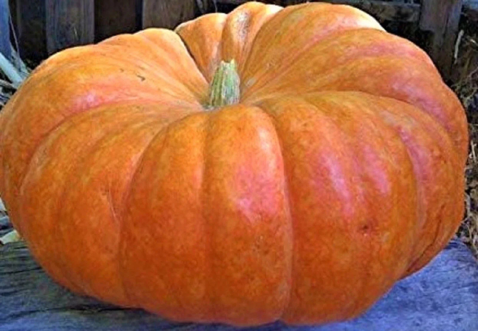 Cinderella Pumpkin Seeds 5 Non-GMO Heirloom Cucurbita pepo for Fall Harvest, Decorative & Cooking