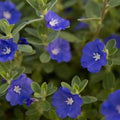 Evolvulus Blue Daze Live Plant Plug - Blue Flowers Ground Cover