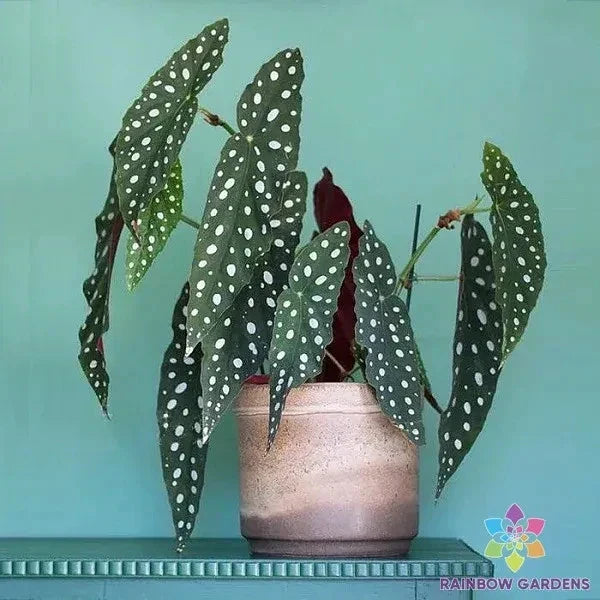 Wightii Begonia Seeds – 25+ Pack for Garden Planting, Vibrant Foliage & Flowers, Begonia wightii, Easy to Grow, Non-GMO