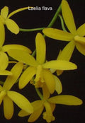 Live Orchid Plant Bare Root Rupicula Laelia Flava Exotic Species Import Indoor Outdoor