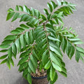 Curry Leaf Plant 6-Inch Murraya Koenigii in Quart Pot – Aromatic Herb for Indoor Outdoor Garden