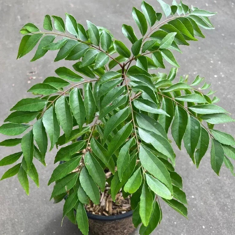 Curry Leaf Plant 6-Inch Murraya Koenigii in Quart Pot – Aromatic Herb for Indoor Outdoor Garden