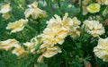 California Cream Swirl Poppy Seeds - 200+ Pack, Garden Flower Seeds, Eschscholzia californica, Vibrant Blooming Annual