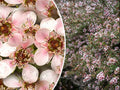 Manuka Tea Tree Seeds - 100+ Pink Flowering Shrub for Medicinal Honey & Tea - Leptospermum scoparium
