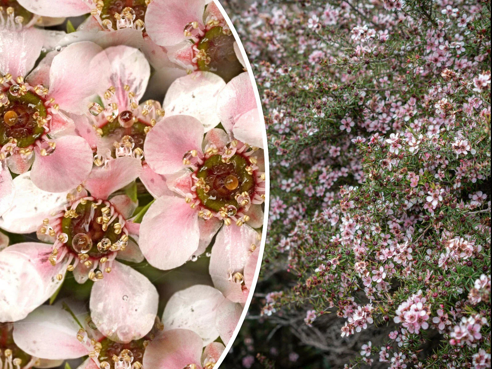 Manuka Tea Tree Seeds - 100+ Pink Flowering Shrub for Medicinal Honey & Tea - Leptospermum scoparium