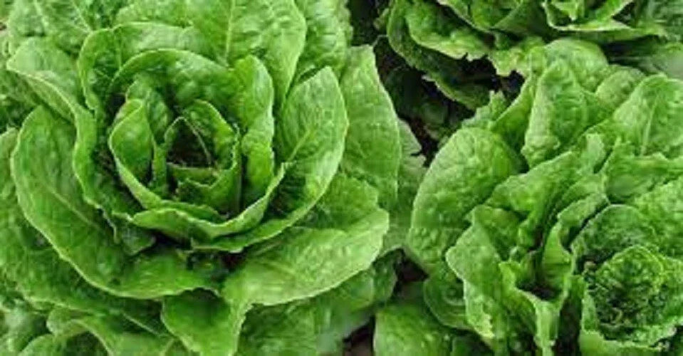 Organic Parris Island Romaine Lettuce Seeds – Heirloom, Non-GMO, Premium Quality, Salad Greens, Lactuca sativa, Pack of 200
