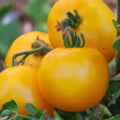 Mountain Gold Tomato Seeds - Heirloom Non-GMO Solanum lycopersicum, Golden Fruit, Salad & Sauce, Pack of 20 Seeds