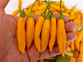 Aji Cito Hot Pepper Seeds - 25+ Pack, Capsicum baccatum, Spicy Culinary Pepper for Garden Planting