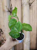 Rare Reverted 2 Color Manjula Pothos Plant in 2.5" Pot, Epipremnum aureum, Variegated Indoor Houseplant