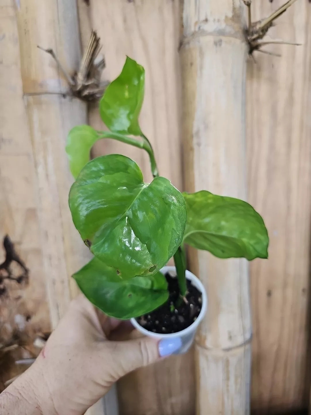 Rare Reverted 2 Color Manjula Pothos Plant in 2.5" Pot, Epipremnum aureum, Variegated Indoor Houseplant