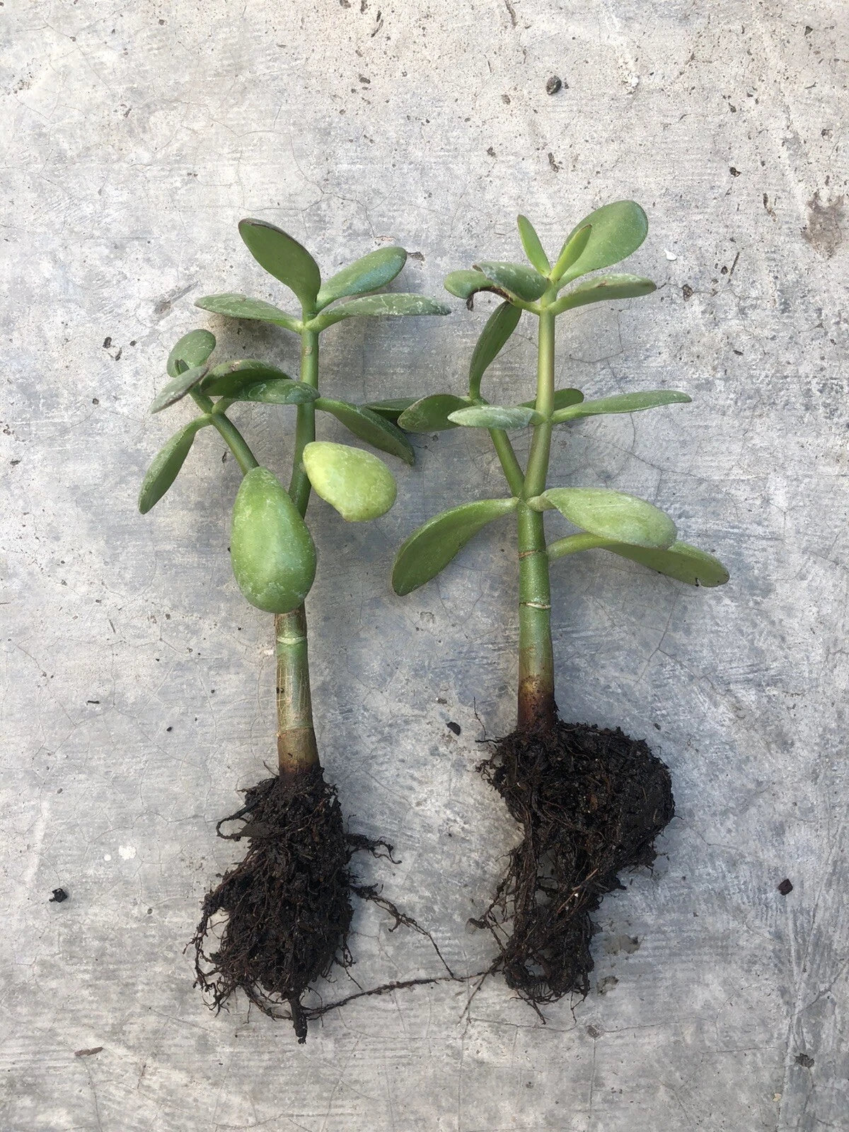 Rooted Jade Plant Money Plant Live Succulent Crassula ovata - Ready to Plant, No Pot