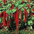 Love Lies Bleeding Seeds - Crimson Tassel Flower - Amaranthus caudatus - 100 Pack, Annual, Vibrant Red Flowers, Easy to Grow