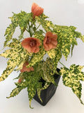 Small Starter Plant - Variegated Peach Abutilon Flowering Maple - Abutilon hybridum 'Thompsonii'