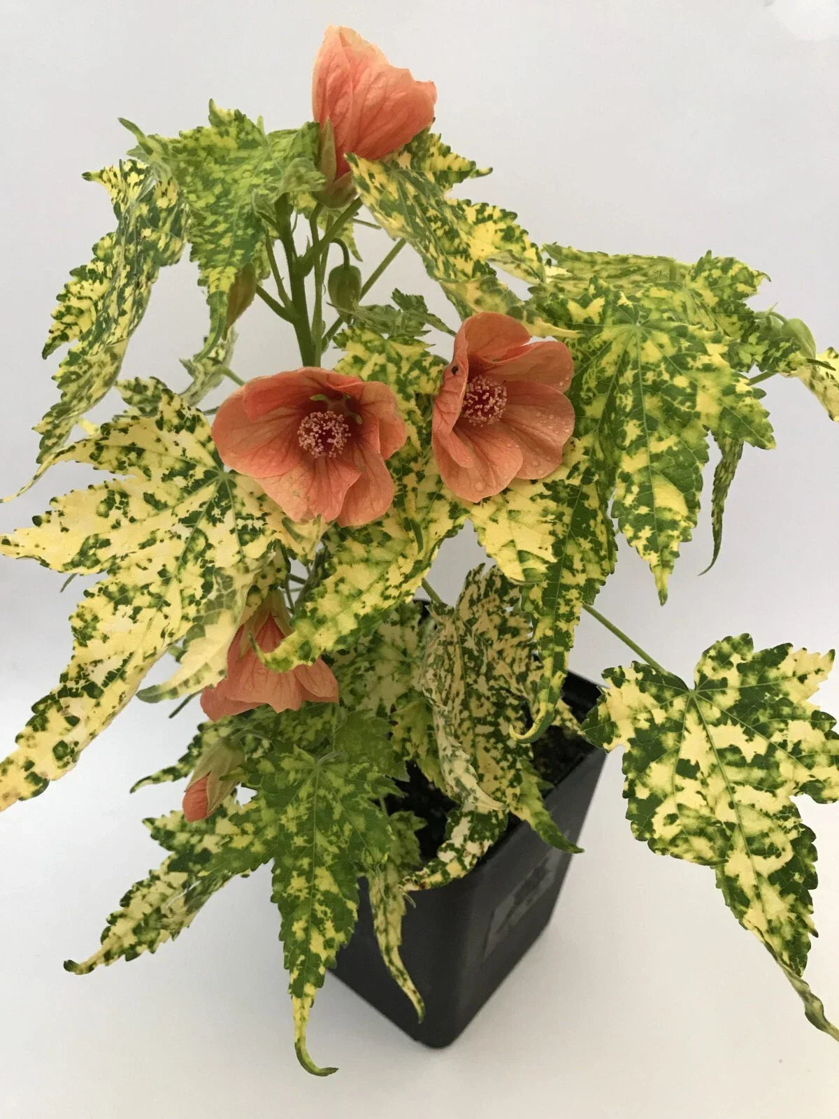 Small Starter Plant - Variegated Peach Abutilon Flowering Maple - Abutilon hybridum 'Thompsonii'