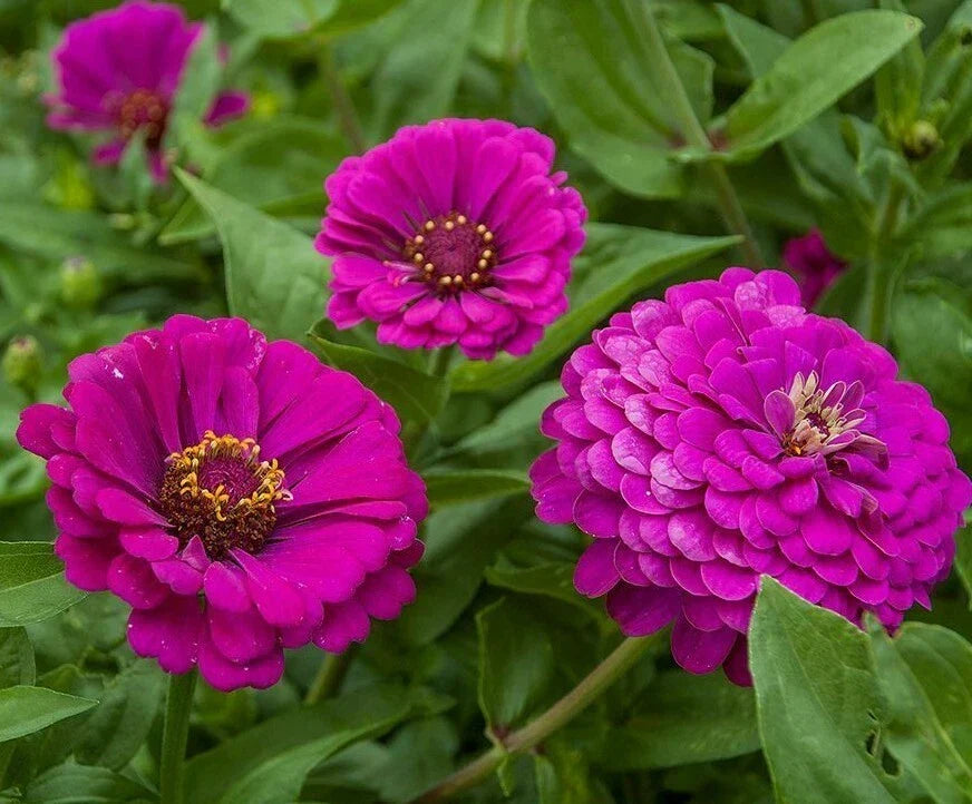 Purple Prince Zinnia Seeds - 100+ Annual Flower Seeds for Garden, Pollinator Friendly, Vibrant Purple, Zinnia elegans