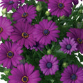 Dark Purple Cape Daisy Seeds – Osteospermum ecklonis – 200 Pack for Garden, Borders & Containers, Easy to Grow, USA Grown