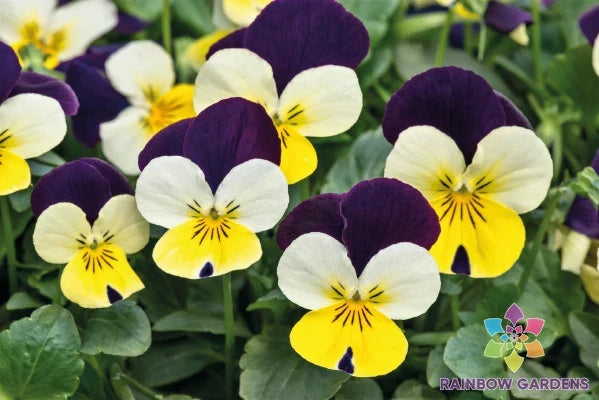 200+ Pansy Seeds Admire Lemon Purple Wing Viola Tricolor Garden Flower for Beds, Borders & Containers