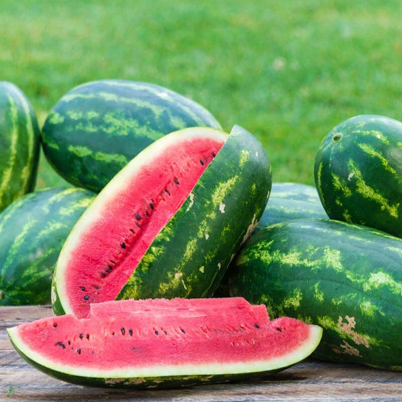 Sangria Watermelon Seeds - Pack of 50+ Citrullus lanatus for Garden Planting, Heirloom, Non-GMO, Full Sun, Backyard Gardening