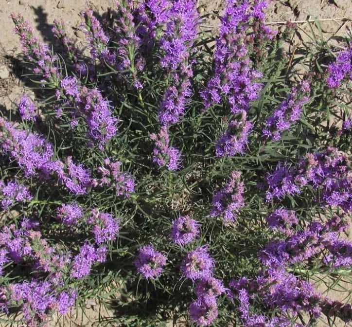 Gayfeather Cut Flowers Seeds - Dotted Perennial for Pollinators - 100 Non-GMO Liatris spicata Seeds