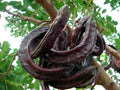 St. John's Bread Tree Seeds, Ceratonia Siliqua, Carob Tree Seeds for Planting, Edible Pods, Drought Tolerant, Evergreen, 10 Seeds