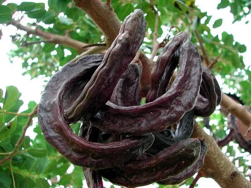 St. John's Bread Tree Seeds, Ceratonia Siliqua, Carob Tree Seeds for Planting, Edible Pods, Drought Tolerant, Evergreen, 10 Seeds