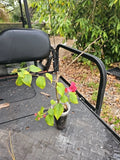 Bougainvillea Starter Plant 3.5" Pot Pink Bougainvillea glabra Garden Patio Flower
