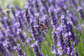 True Lavender Seeds Non-GMO Lavandula angustifolia Flowering Herb for Gardens & Containers