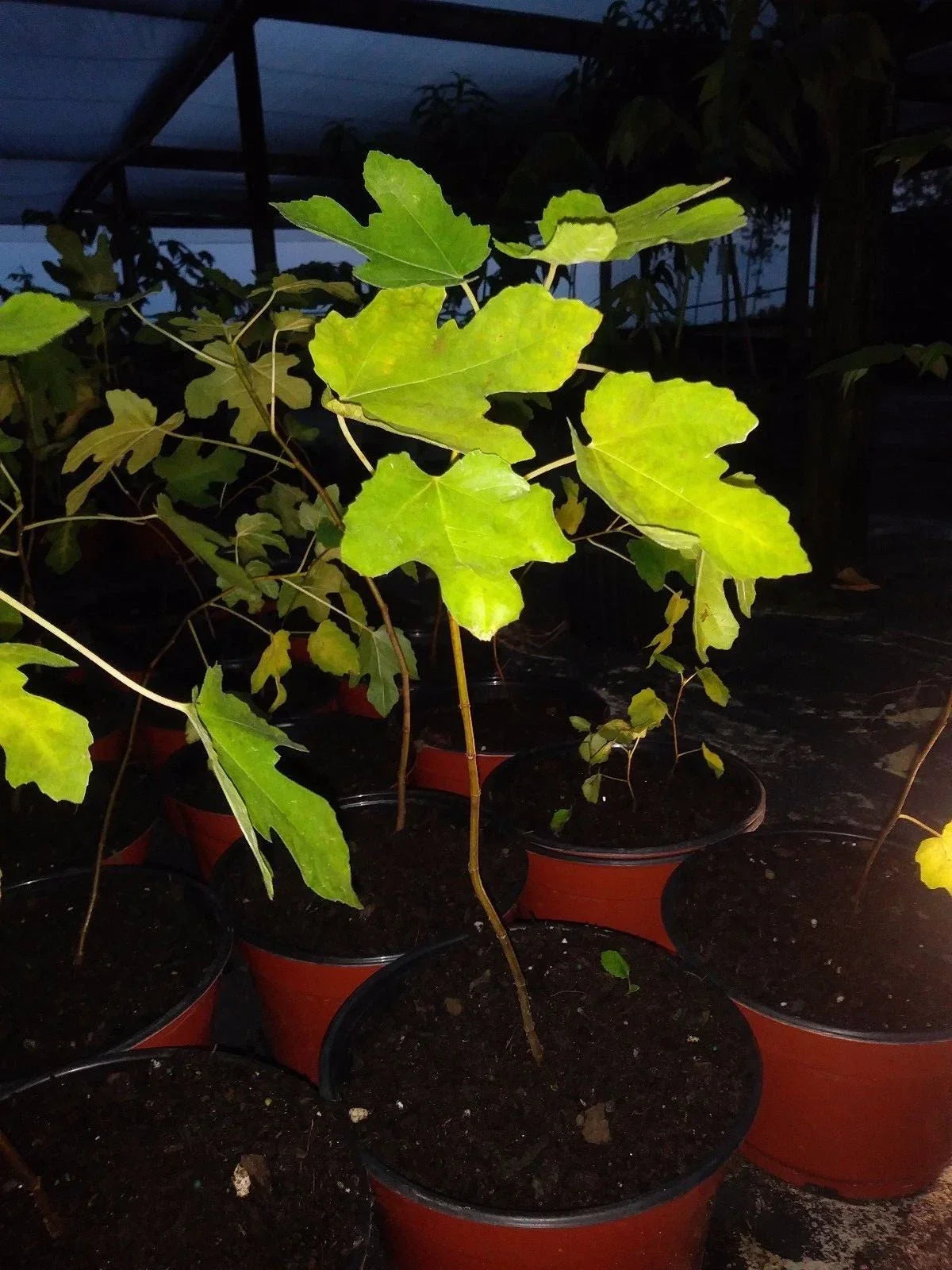 Ficus Latarula Fig Tree Plant - Edible, Cold Hardy, Non-GMO, Pesticide-Free, Starter Plant for Home Garden