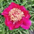 Herbaceous Peony Root - Large 5-7 Eyes - Winnifred Domme - Paeonia lactiflora - Fall Shipment for Garden Beds & Borders