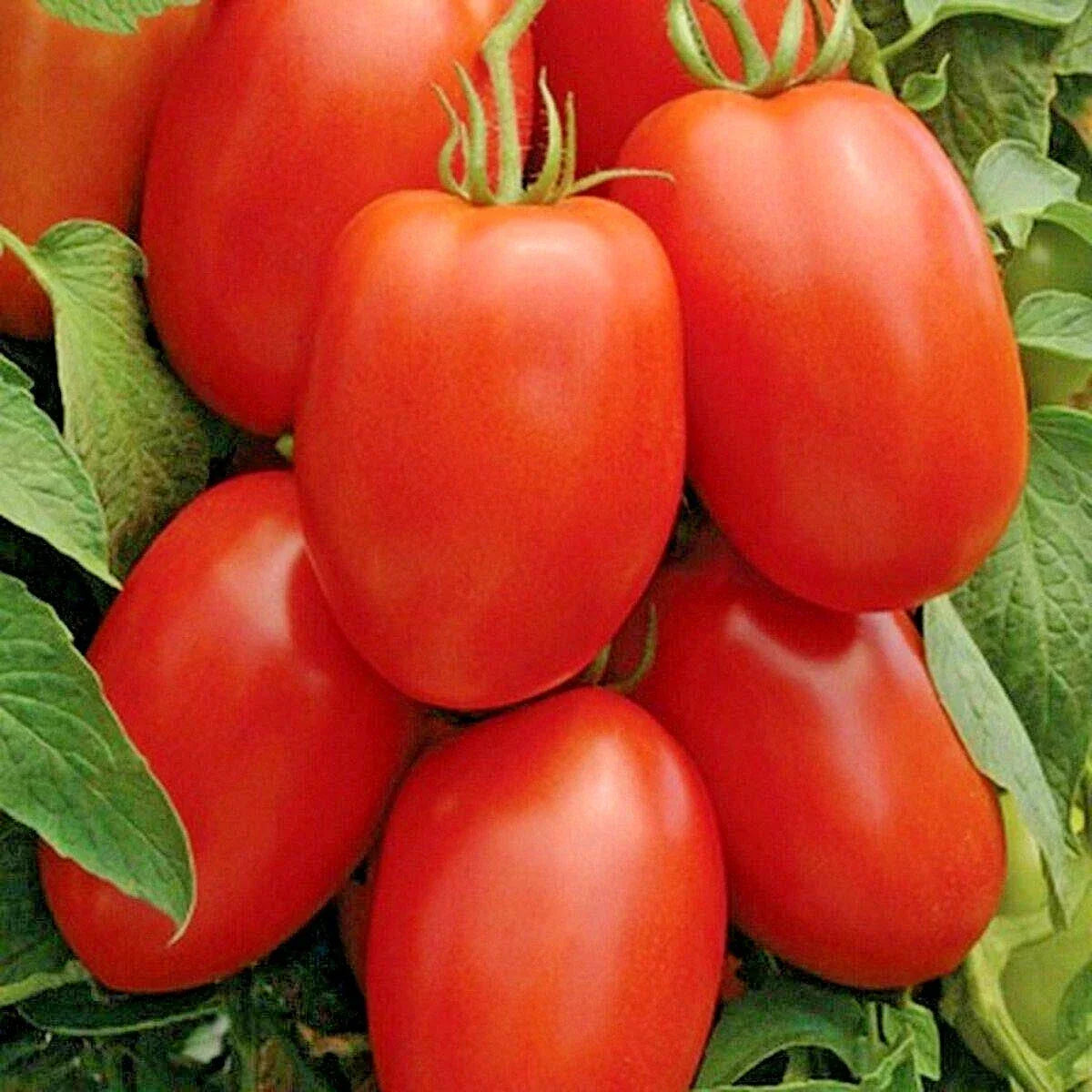 Roma Tomato Seeds - Organic Paste Variety for Sauces & Salads, Solanum lycopersicum, 101+ Seeds, Perfect for Garden & Container Planting