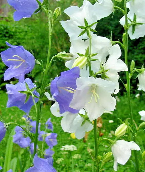 Peach Leaf Bellflower Seeds 250 Count Blue White Mix 2" Flowers Campanula persicifolia Easy to Grow