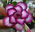 Desert Rose Seeds - 4 Double White Purple Adenium Obesum Perennial Flower Seeds for Garden, Patio, Indoor Plant