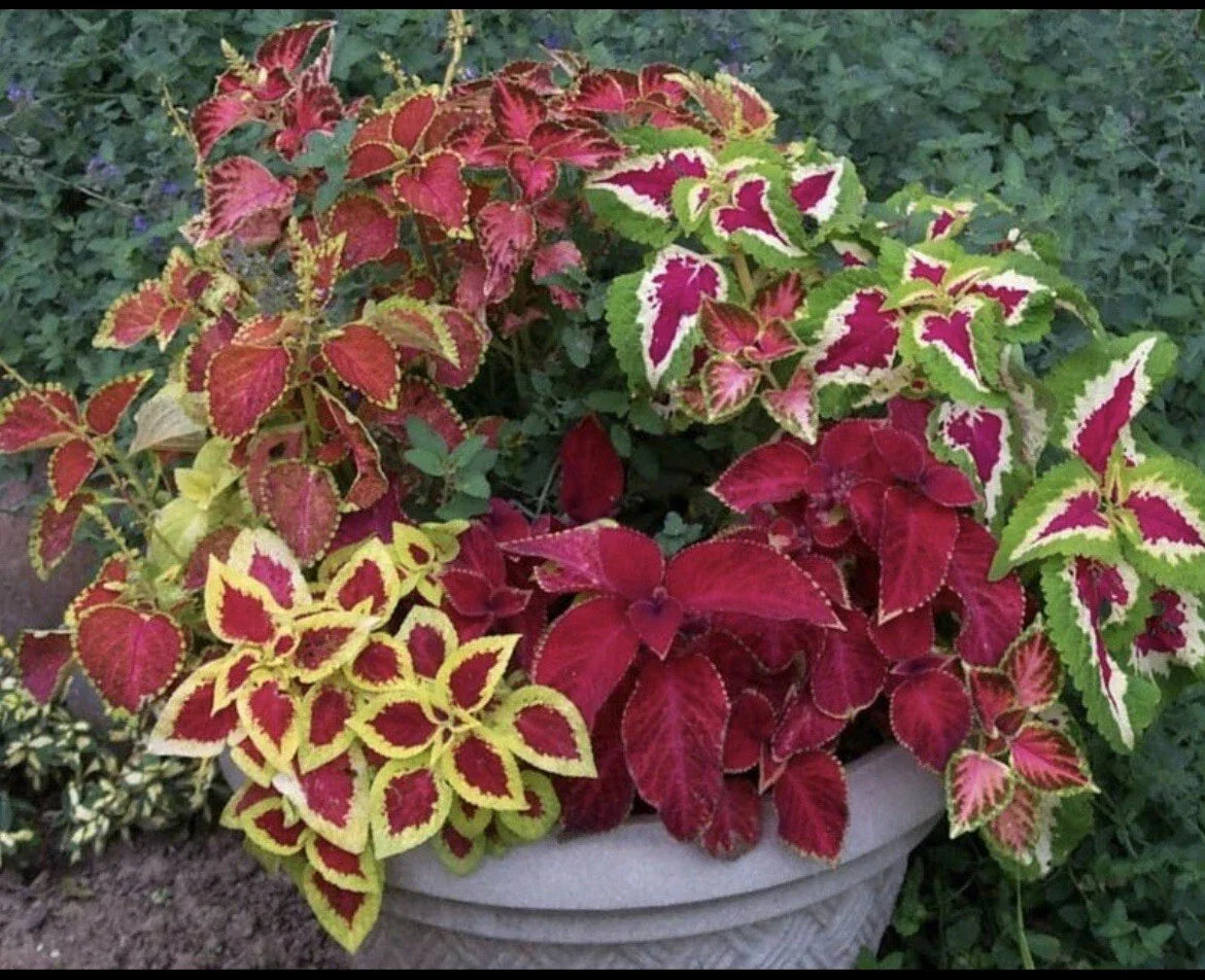 Coleus Seeds - Rainbow Mix, 100+ Varieties, Colorful Foliage, Plectranthus scutellarioides, Indoor & Garden Planting