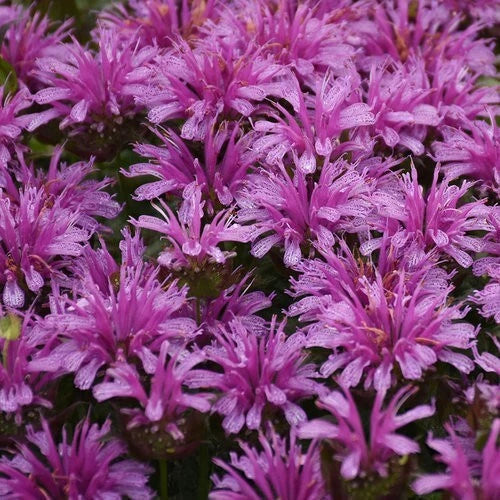 Amethyst Bee Balm Seeds - 100 Pack, Hummingbird & Pollinator Flower Seeds, Monarda fistulosa, Perennial Garden Seeds