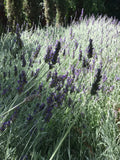 Organic Live Lavender Cuttings - Lavandula angustifolia - California USA - Fragrant, Drought-Tolerant, Full Sun