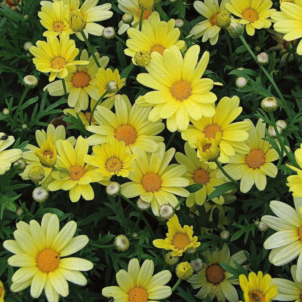 Yellow Marguerite Daisy Seeds - Bulk 200+ Argyranthemum frutescens for Garden, Borders, Containers, Cut Flowers