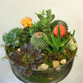 Mixed Rare Stone Cactus Seeds Pack – 100 Unique Succulent Varieties for Indoor & Outdoor Gardening