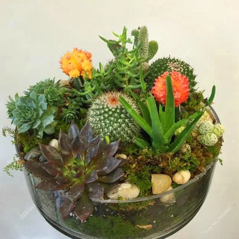 Mixed Rare Stone Cactus Seeds Pack – 100 Unique Succulent Varieties for Indoor & Outdoor Gardening