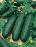 Marketmore 76 Cucumber Seeds – Organic Heirloom Non-GMO Cucumis sativus for Home Garden & Patio Containers