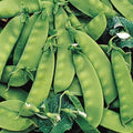 Oregon Sugar Pod II Pea Seeds – Sweet Snap Peas for Garden, Bush Variety, Pisum sativum, Non-GMO, 100 Seeds