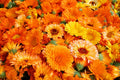 Calendula Seeds for Planting - Pacific Beauty Mix, Flower Seeds for Garden, Edible & Pollinator-Friendly, Calendula officinalis, 200+ Seeds