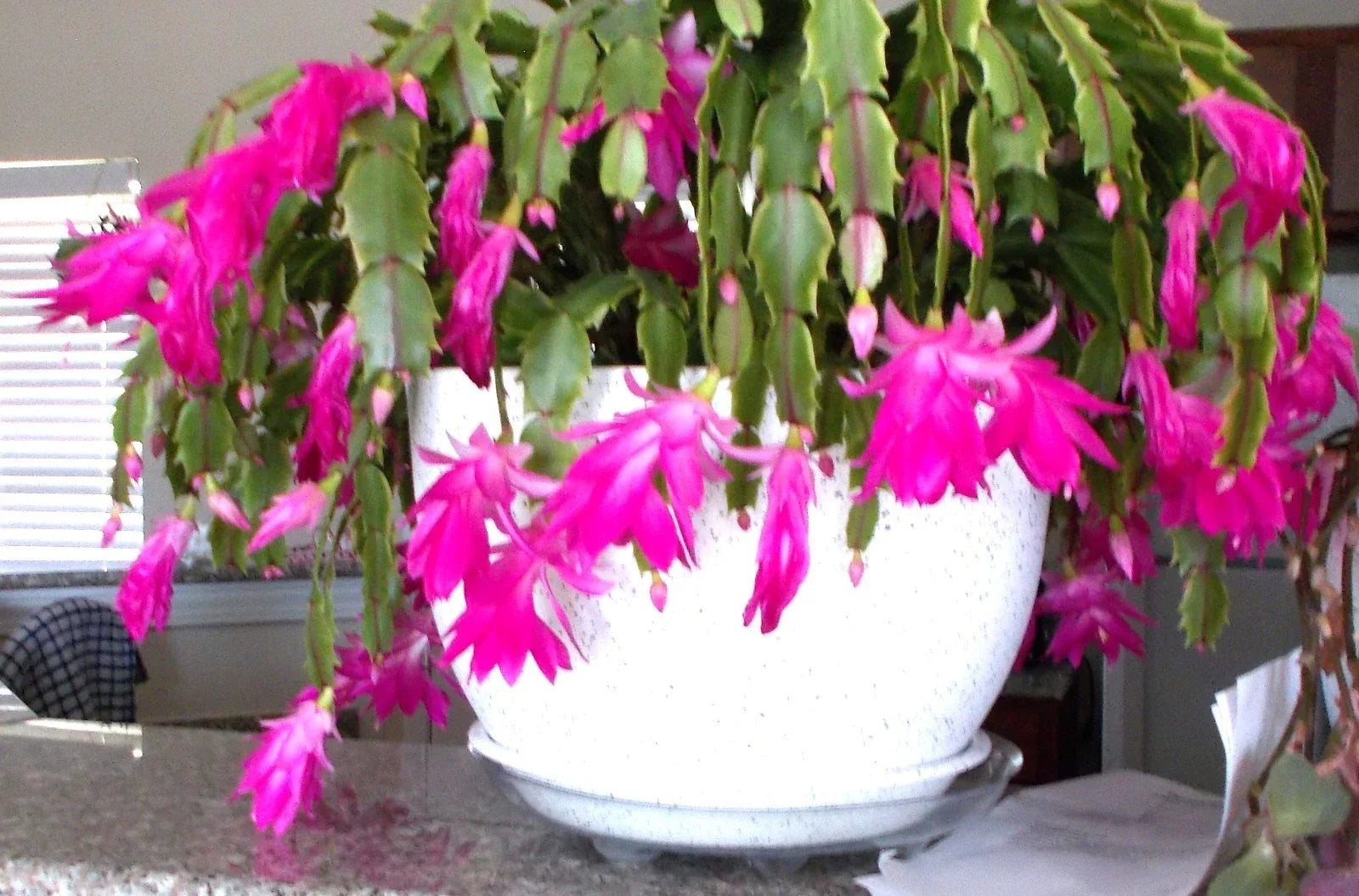Healthy Pink Christmas, Thanksgiving, Easter Cactus - 3 Live Schlumbergera Plants