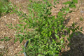 Live Henna Plant in Half-Gallon Pot, Lawsonia inermis, 10-14 Inches, Fragrant Green Leaves, Indoor & Outdoor Gardening